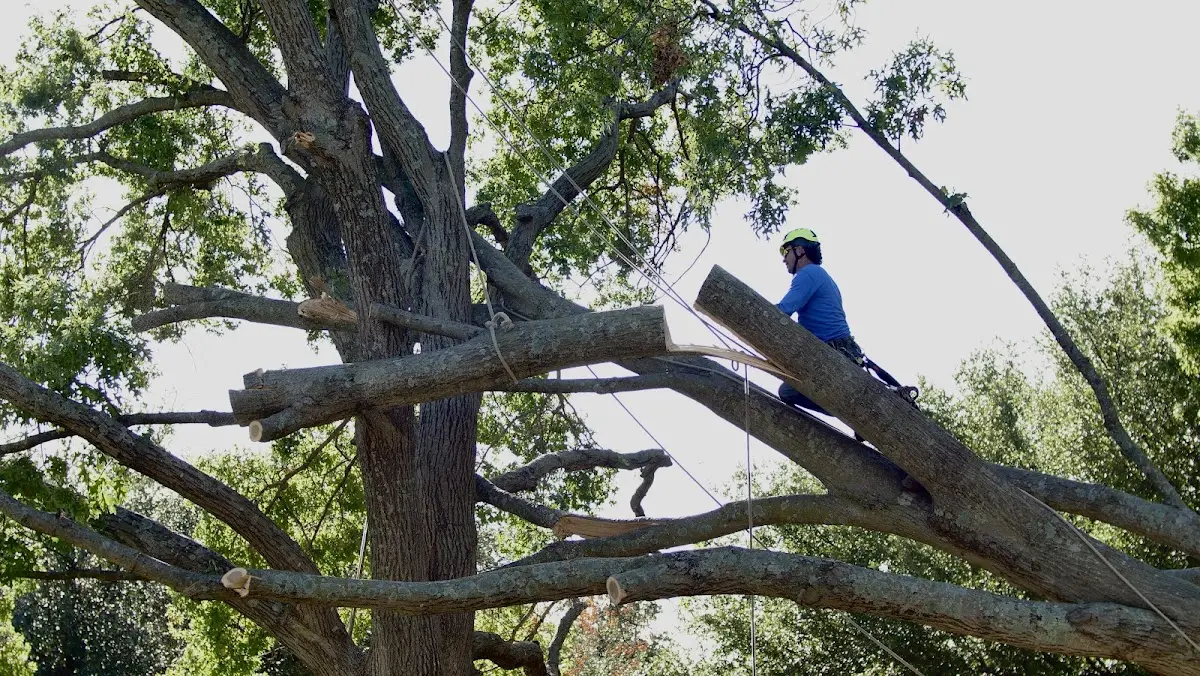 Professional Crown Thinning performed by certified arborists in El Portal