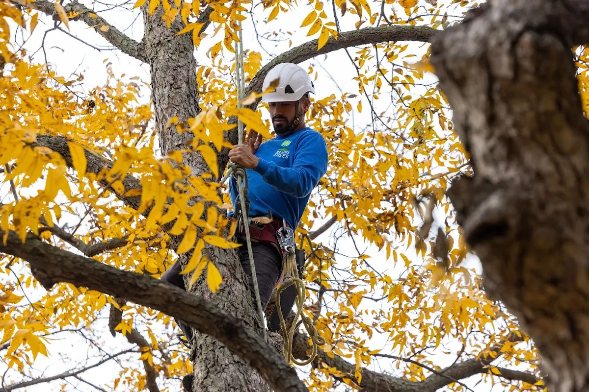 Skilled Tree Planing crew working in El Portal