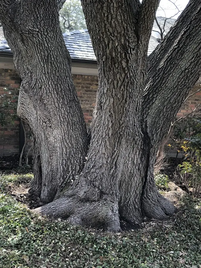 Mature heritage tree close to a El Portal property cared for by certified arborists