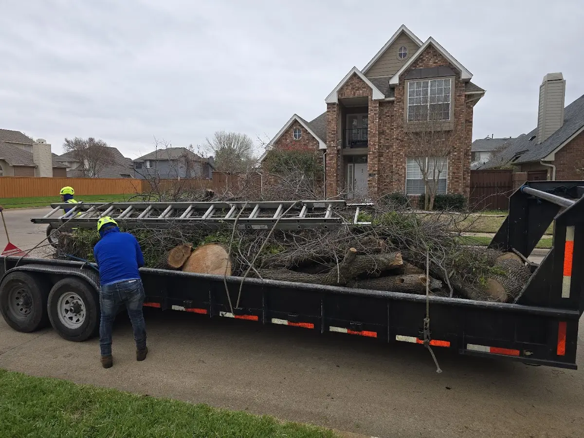 Expert Tree Fertilization with proper safety equipment in El Portal